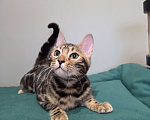 Кошки в Москве: Бенгальский котёнок  Девочка, Бесплатно - фото 5