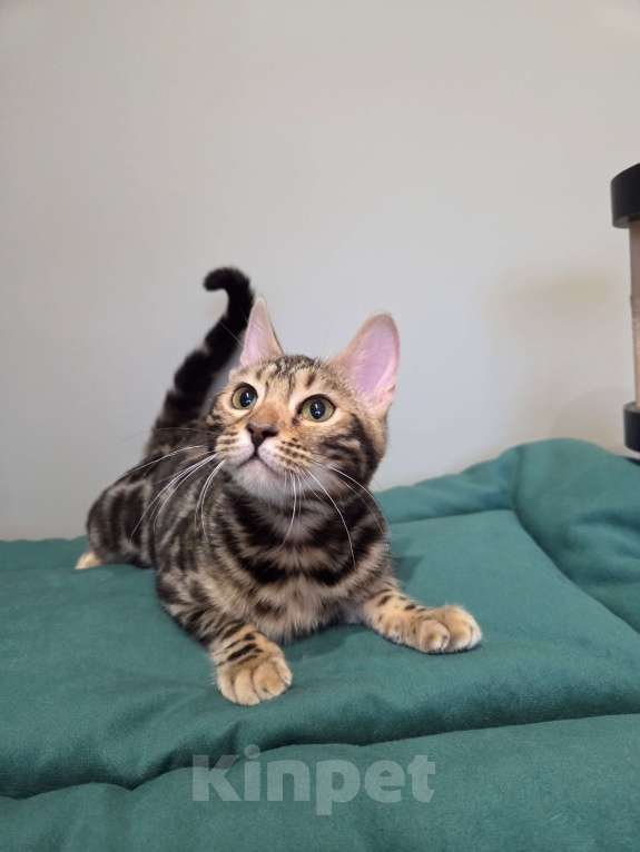 Кошки в Москве: Бенгальский котёнок  Девочка, Бесплатно - фото 5