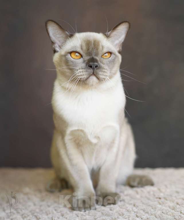 Кошки в Москве: Европейская Бурма шоколадный Мальчик Мальчик, Бесплатно - фото 3