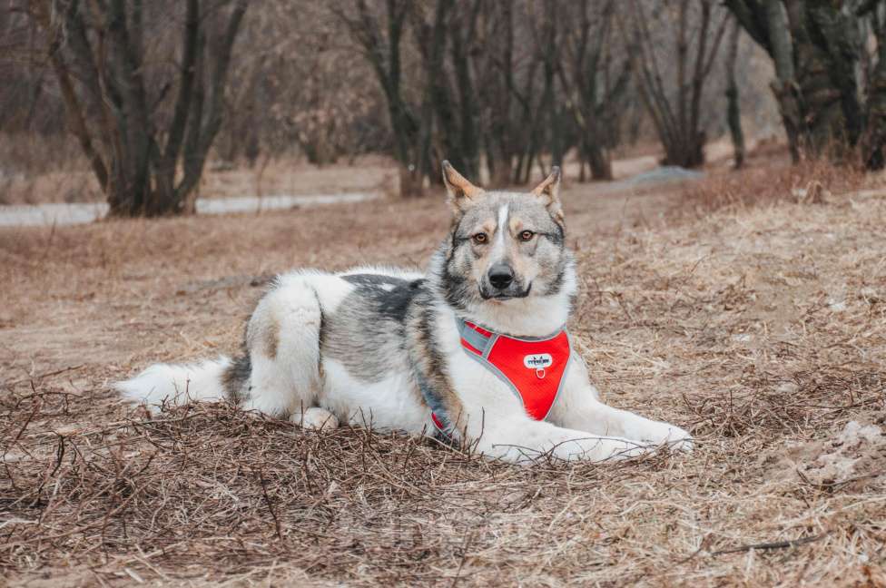 Собаки в Москве: Лайма - бывшедомашняя ласковая красавица из приюта в добрые руки  Девочка, Бесплатно - фото 3