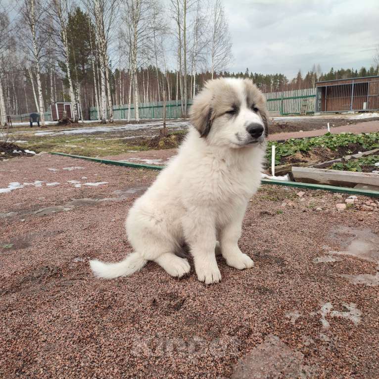 Собаки в других городах Ленинградской области: Пиренейская горная собака плановые щенки Мальчик, 70 000 руб. - фото 4