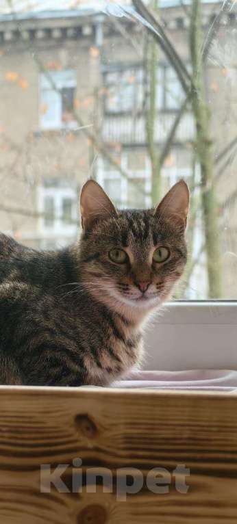 Кошки в Раменском: Пружинка ищет маму и папу Девочка, Бесплатно - фото 4