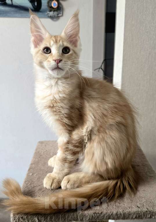 Кошки в Москве: Котята мейн-кун Мальчик, 25 000 руб. - фото 5