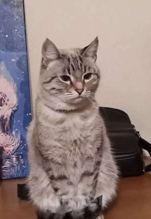 Кошки в Ижевске: В добрые руки Девочка, Бесплатно - фото 2