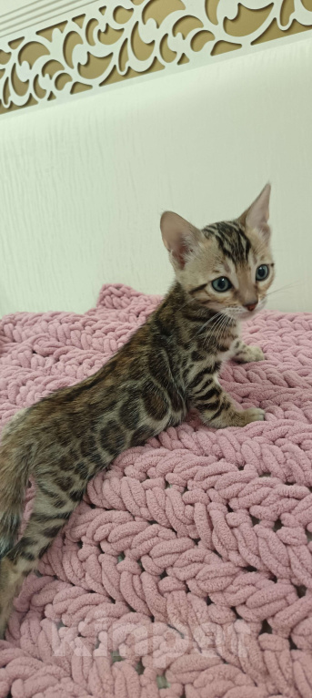 Кошки в других городах Свердловской области: Бенгальский котёнок Мальчик, Бесплатно - фото 2