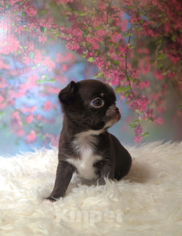 Собаки в Москве: Шоколадная конфетка Девочка, 75 000 руб. - фото 4