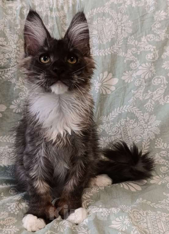 Кошки в Санкт-Петербурге: Котик черный дым с белым полидакт Мальчик, 45 000 руб. - фото 2