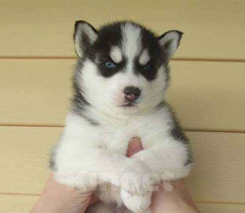 Собаки в Видном: Хаски Щенки Разных окрасов Разнополые, Бесплатно - фото 1