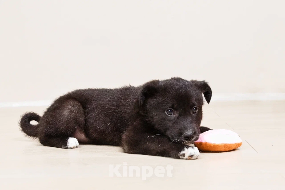 Собаки в Лосином-Петровском: Кения якутенок Девочка, Бесплатно - фото 10