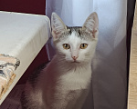 Кошки в Калуге: Котенок в добрые руки Девочка, Бесплатно - фото 1