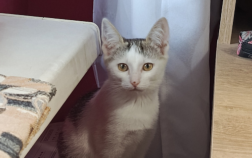 Котенок в добрые руки
