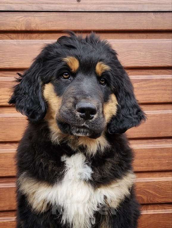 Собаки в Иркутске: Мальчик черный ошейник Мальчик, 60 000 руб. - фото 3