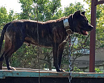 Собаки в Бахчисарае: Ищем собаку(девочку) для вязки!, 17 руб. - фото 3