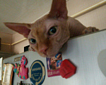 Кошки в Барыше: Котик, 1 руб. - фото 1