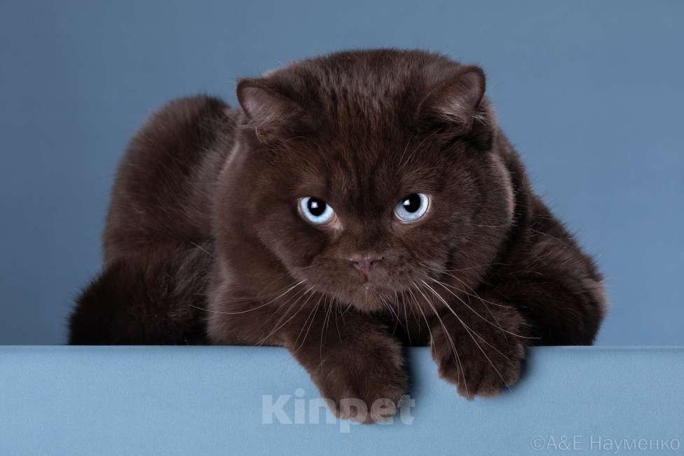 Кошки в Одинцово: Британские кошки Мальчик, 70 000 руб. - фото 2