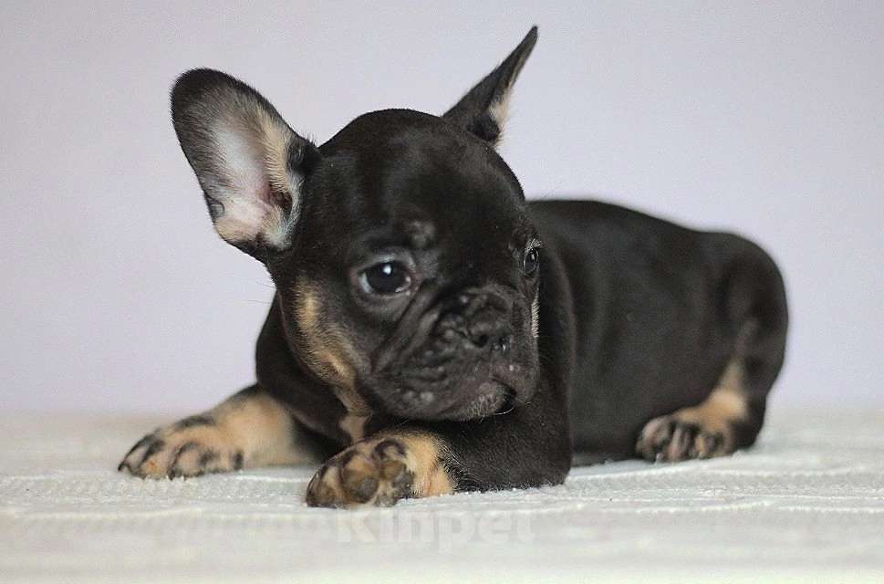 Собаки в Перми: Щенок французского бульдога Девочка, 55 000 руб. - фото 3