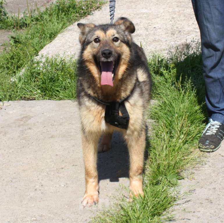 Собаки в Москве: Дружелюбный, доверчивый Тимоша в поисках своей семьи и дома Мальчик, Бесплатно - фото 4