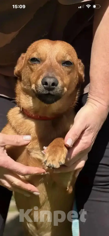 Собаки в других городах Краснодарского края: Сонечка, пусть мама увидит,пусть мама найдёт Девочка, 99 руб. - фото 3