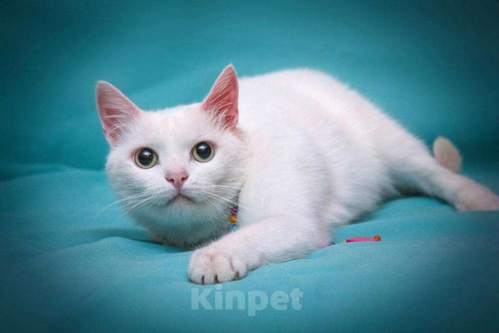 Кошки в Москве: Белая кошечка Одри в добрые руки  Девочка, Бесплатно - фото 4