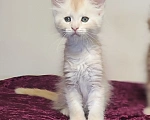 Кошки в Санкт-Петербурге: Котенок мейн кун из питомника 🍀 Мальчик, 90 000 руб. - фото 1