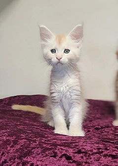 Объявление: Котенок мейн кун из питомника :f09f8d80:, 90 000 руб., Санкт-Петербург
