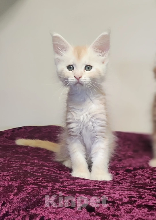 Кошки в Санкт-Петербурге: Котенок мейн кун из питомника 🍀 Мальчик, 90 000 руб. - фото 1