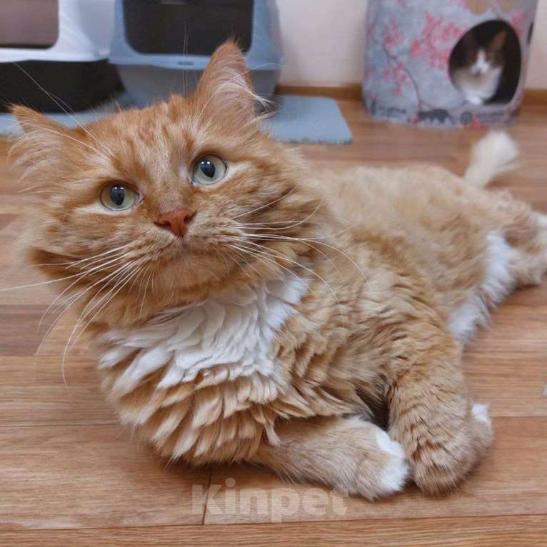 Кошки в Москве: Котик Бублик в добрые руки Девочка, Бесплатно - фото 2