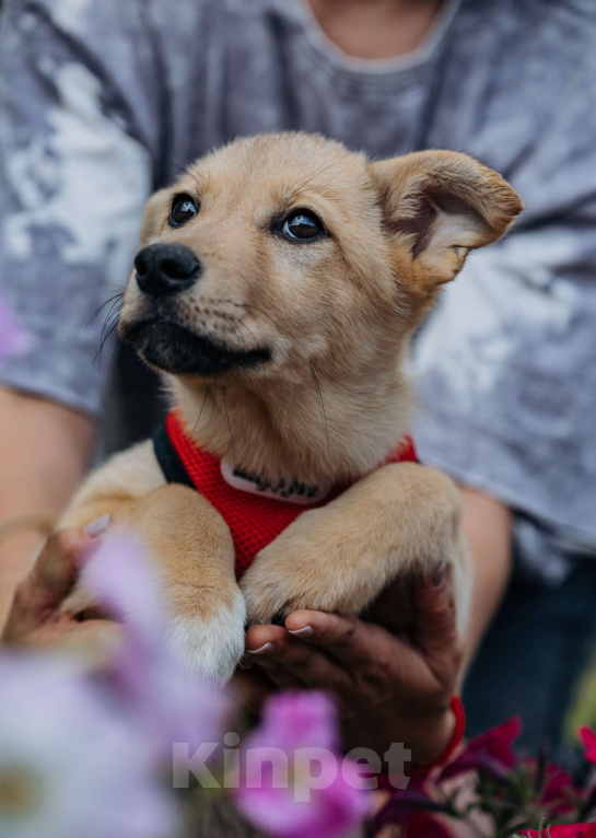 Собаки в Москве: Щенок в добрые руки бесплатно Москва Девочка, Бесплатно - фото 3