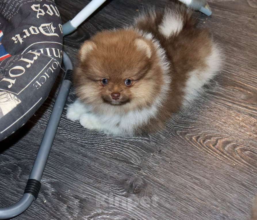 Собаки в Москве: СУПЕР классный МЕЖВЕЖОНОК ШПИЦА Мальчик, 55 000 руб. - фото 2