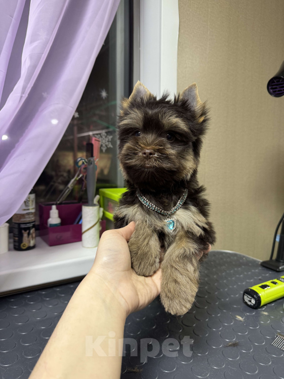 Собаки в Москве: Шоколадный Йорк Мальчик, 50 000 руб. - фото 1