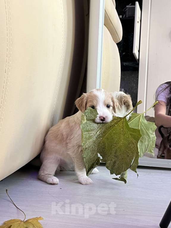 Собаки в Краснодаре: Малыш эстонской гончей  Девочка, 3 000 руб. - фото 1