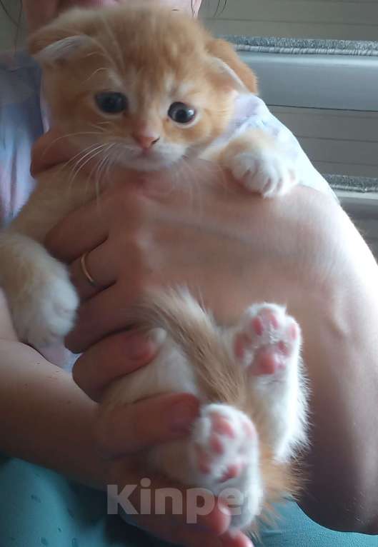 Кошки в Павловском Посаде: Шотландские вислоухие  и прямоухие котята Разнополые, 10 000 руб. - фото 4