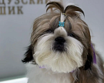 Собаки в других городах Московской области: Мальчик ши-тцу "Золотой" (Arnest Golden Shin) Мальчик, 65 000 руб. - фото 1