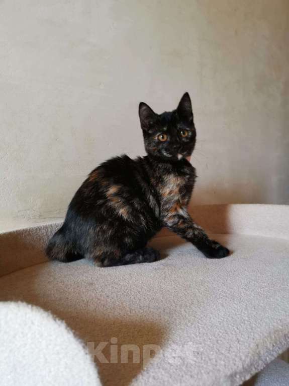 Кошки в Москве: Ласковая 4 мес малышка Шуня в добрые руки Девочка, Бесплатно - фото 5