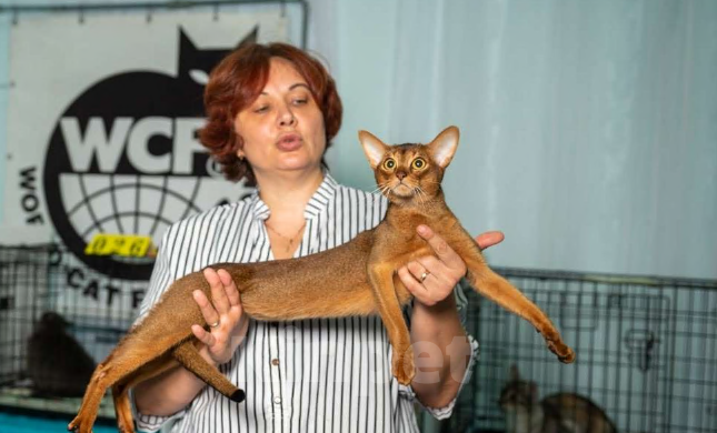 Кошки в Москве: Абиссинские котята Мальчик, 65 000 руб. - фото 7