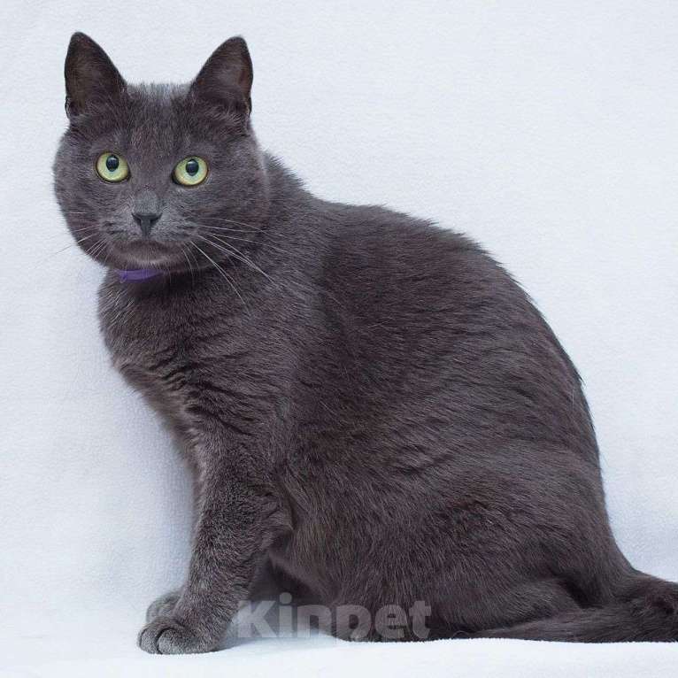 Кошки в Москве: Русская голубая кошечка  Девочка, Бесплатно - фото 3