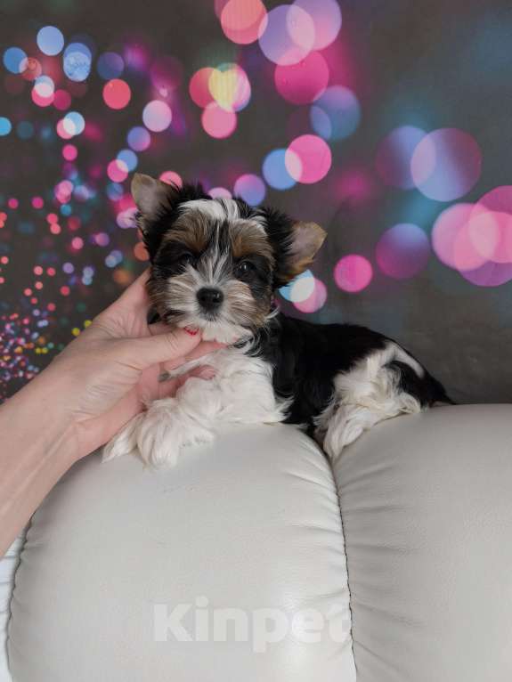 Собаки в Пушкино: Очаровательный малыш бивер Мальчик, 25 000 руб. - фото 1