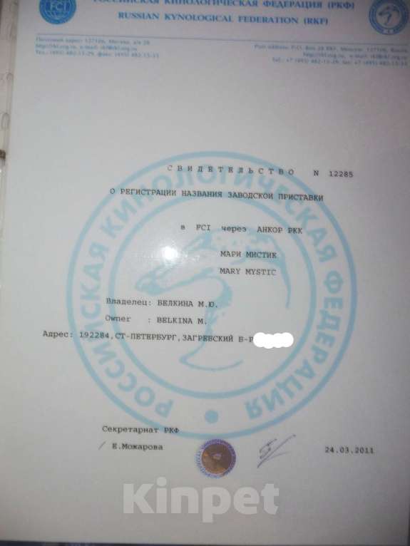 Собаки в Санкт-Петербурге: Супер мини Баронесса шоколадного окраса чихуахуа Девочка, 150 000 руб. - фото 9