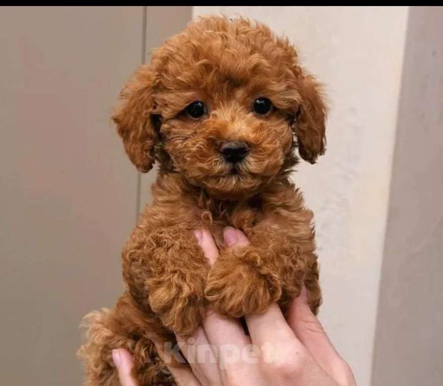 Собаки в Саратове: Щенки той пуделя Девочка, 40 000 руб. - фото 1