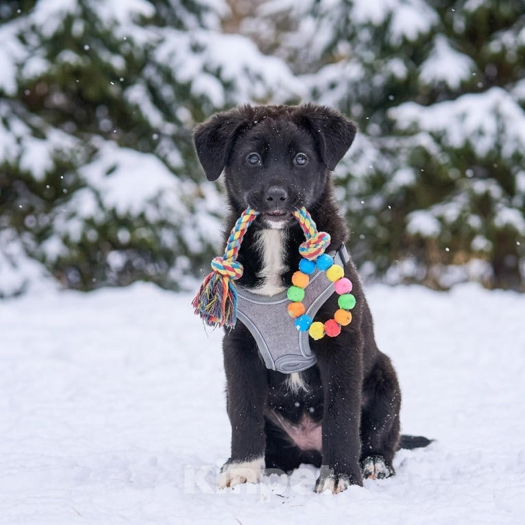 Собаки в Москве: щенок Одри в добрые руки Девочка, Бесплатно - фото 6