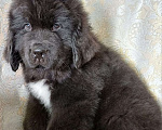 Собаки в Саратове: Щенок Ньюфаундленд Мальчик, 70 000 руб. - фото 2