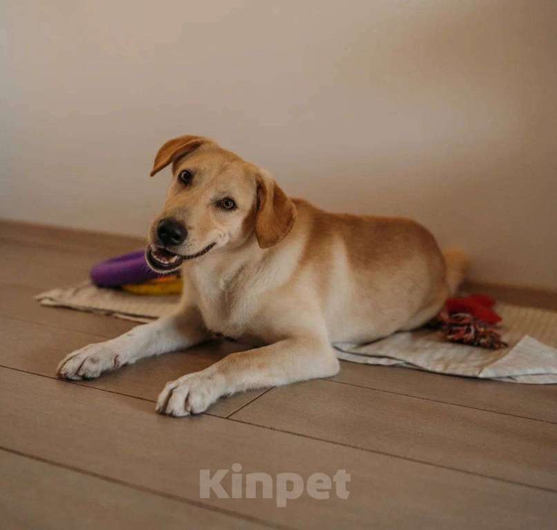 Собаки в Москве: Щенок Мартин в добрые руки. Мальчик, Бесплатно - фото 4