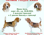 Собаки в Уфе: Щенки породы бигль Мальчик, 45 000 руб. - фото 4