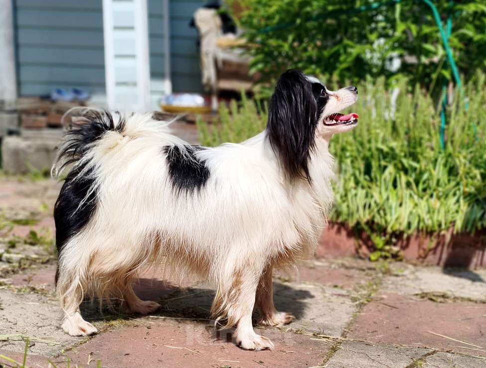 Собаки в Санкт-Петербурге: Шикарная сука фалена Девочка, 60 000 руб. - фото 2
