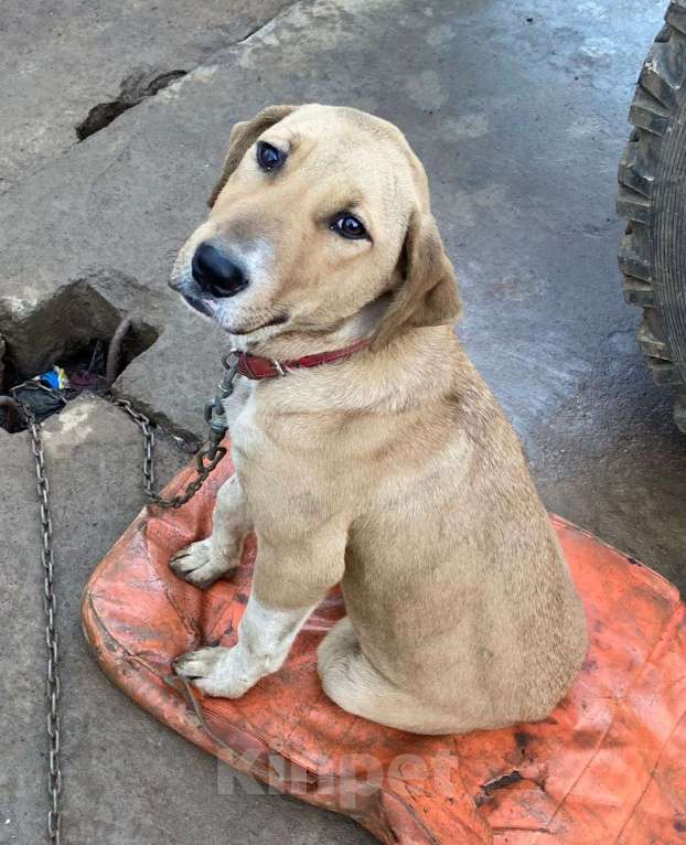 Собаки в Балашихе: щенок метис алабая ищет дом Девочка, Бесплатно - фото 2