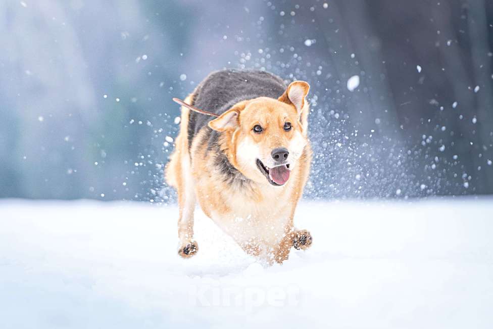 Собаки в Клине: Рэй — резвый пёсик Мальчик, Бесплатно - фото 4