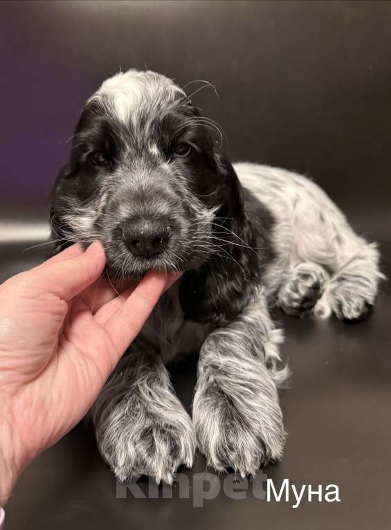 Собаки в Архангельске: Продается щенок английского кокер-спаниеля, девочка Девочка, 70 000 руб. - фото 4