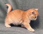 Кошки в Комсомольске-На-Амуре: Золотая шиншилла Юми Девочка, 100 000 руб. - фото 3