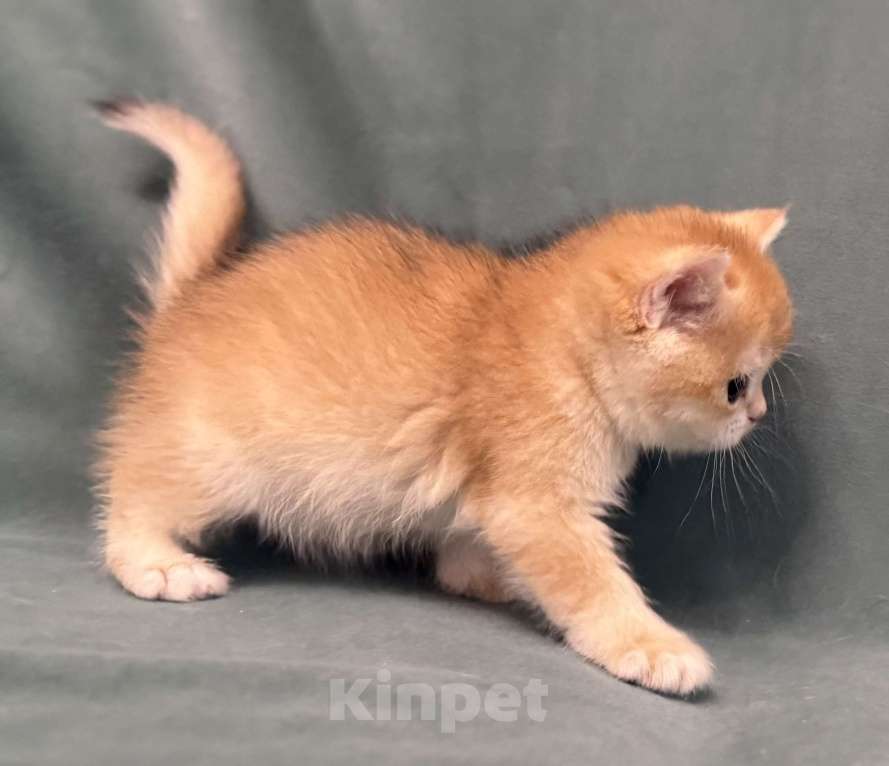 Кошки в Комсомольске-На-Амуре: Золотая шиншилла Юми Девочка, 100 000 руб. - фото 3