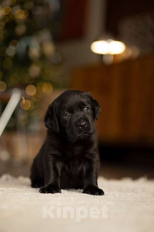 Собаки в Санкт-Петербурге: IRISLAV COPYRIGHT Мальчик, 140 000 руб. - фото 3